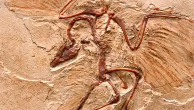 Çin'de 200 Milyon Yıllık Yeni Dinozor Türü Keşfedildi